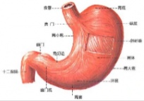 多管齐下养护胃